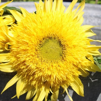Neu! Sonnenblume Tall Lemon Sungold (Samen)