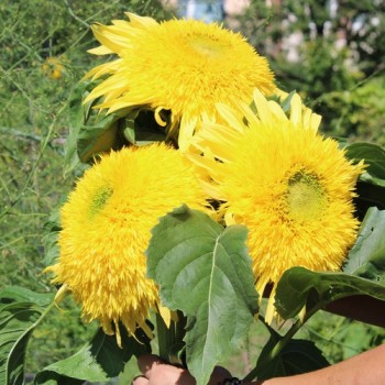 Neu! Sonnenblume Tall Lemon Sungold (Samen)