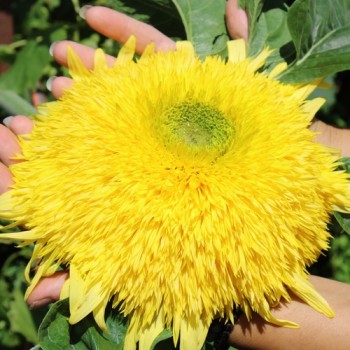 Neu! Sonnenblume Tall Lemon Sungold (Samen)