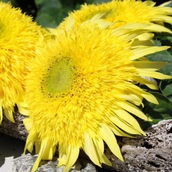 Neu! Sonnenblume Tall Lemon Sungold (Samen)