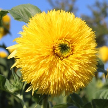 Neu! Sonnenblume Tall Lemon Sungold (Samen)