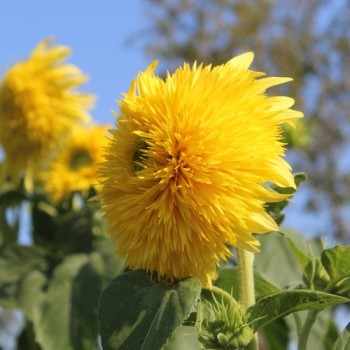 Neu! Sonnenblume Tall Lemon Sungold (Samen)