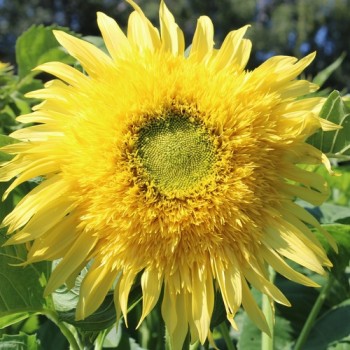 Neu! Sonnenblume Tall Lemon Sungold (Samen)