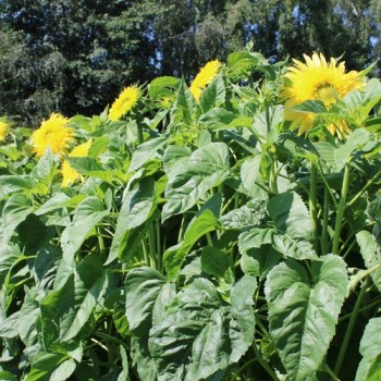 Neu! Sonnenblume Tall Lemon Sungold (Samen)