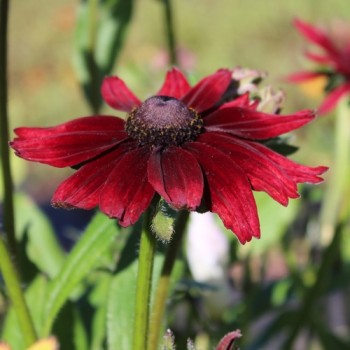 Sonnenhut Cherry Brandy (Samen)