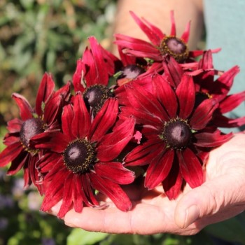 Sonnenhut Cherry Brandy (Samen)