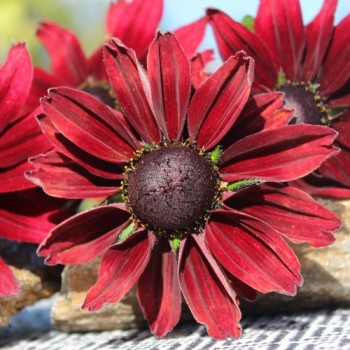 Sonnenhut Cherry Brandy (Samen)