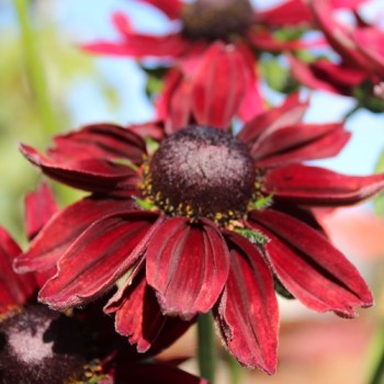 Sonnenhut Cherry Brandy (Samen)