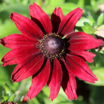 Sonnenhut Cherry Brandy (Samen)