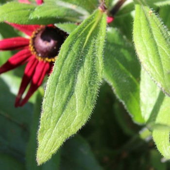 Sonnenhut Cherry Brandy (Samen)