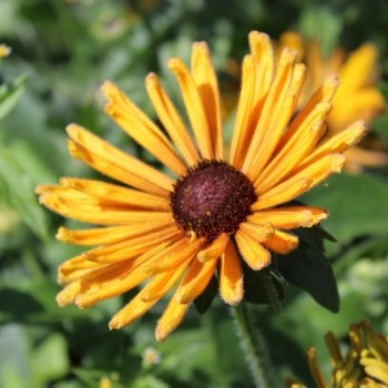 Neu! Sonnenhut Chim Chiminee (Samen)