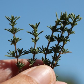 Spanischer Thymian (Samen)