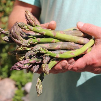 Spargel Argenteuil (Pflanze)