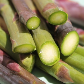 Spargel Argenteuil (Pflanze)