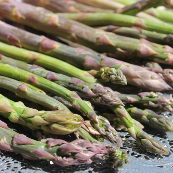 Spargel Argenteuil (Pflanze)