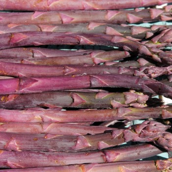 Spargel Jacquma Poupré (Pflanze)