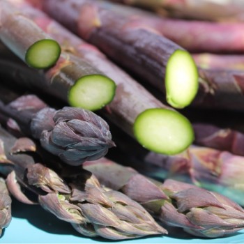 Spargel Violetto (Samen)