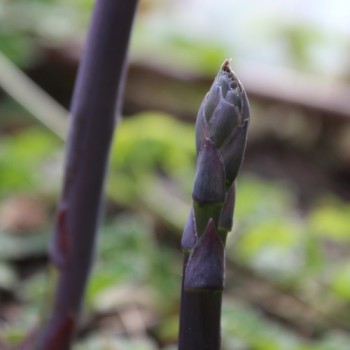 Spargel Violetto (Samen)