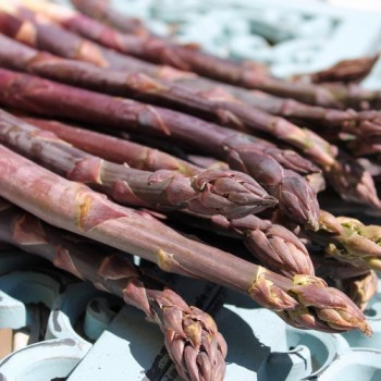 Spargel Violetto (Samen)