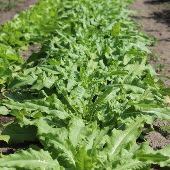 Spargelsalat Wo Sun (Samen)