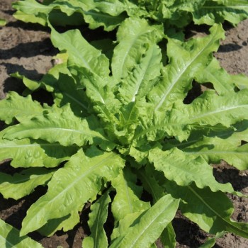 Spargelsalat Wo Sun (Samen)