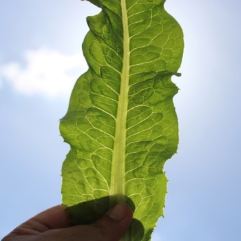 Spargelsalat Wo Sun (Samen)