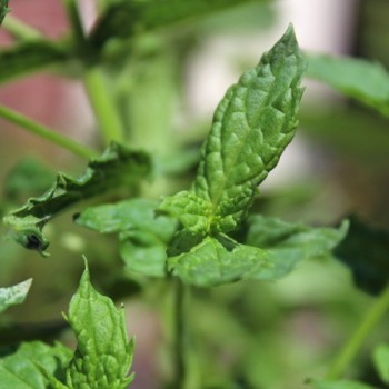 Spearmint (Samen)