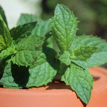 Spearmint (Samen)