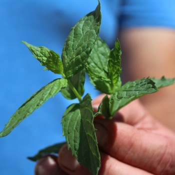 Spearmint (Samen)