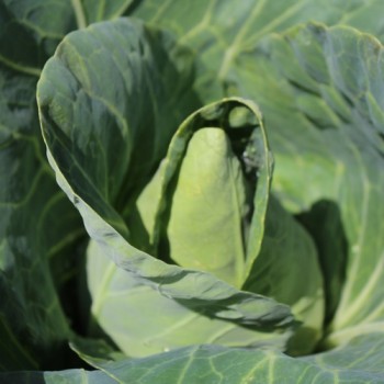 Spitzkohl Cuor di Bue (Samen)