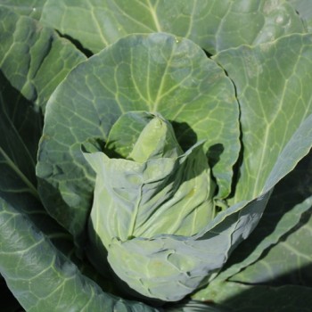 Spitzkohl Cuor di Bue (Samen)