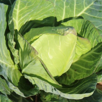 Spitzkohl Cuor di Bue (Samen)