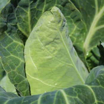 Spitzkohl Cuor di Bue (Samen)