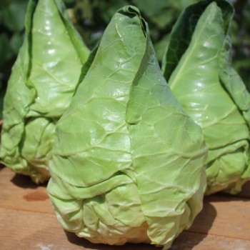 Spitzkohl Cuor di Bue (Samen)