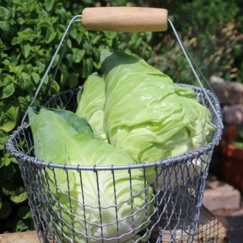 Spitzkohl Cuor di Bue (Samen)