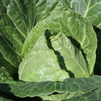 Spitzkohl Durham Early (Samen)