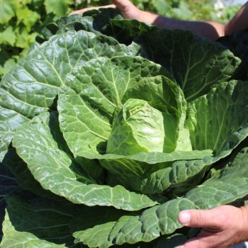 Spitzkohl Durham Early (Samen)