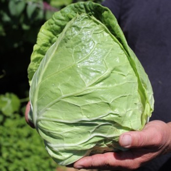Spitzkohl Durham Early (Samen)