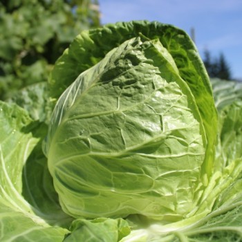 Spitzkohl Durham Early (Samen)