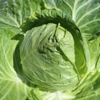 Spitzkohl Durham Early (Samen)