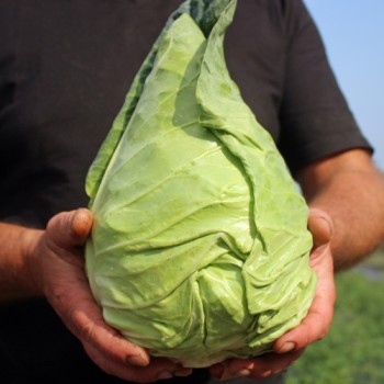 Spitzkohl Eersteling (Samen)