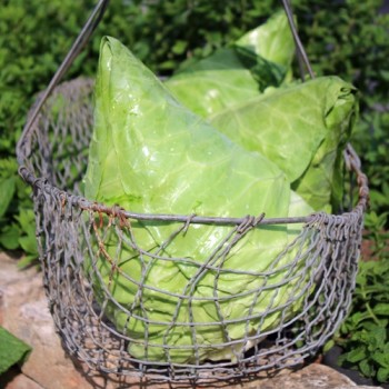 Spitzkohl Eersteling (Samen)