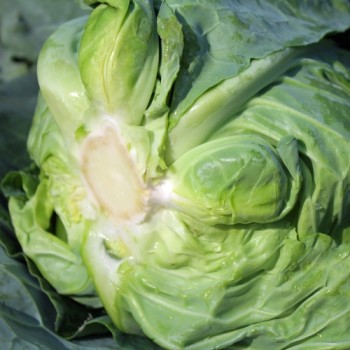 Spitzkohl Eersteling (Samen)