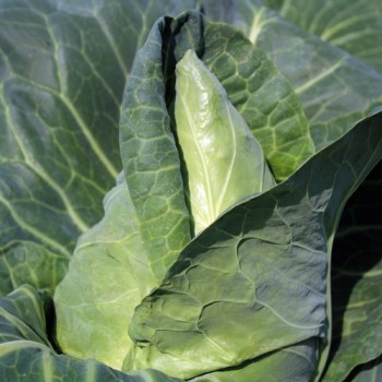 Spitzkohl Eersteling (Samen)