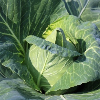 Spitzkohl Eersteling (Samen)