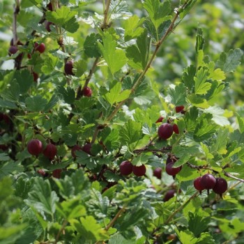Stachelbeere Ashton Red (Pflanze)