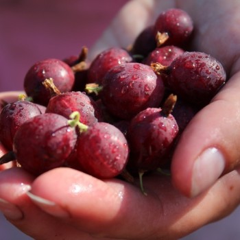 Stachelbeere Rote Triumpf (Pflanze)