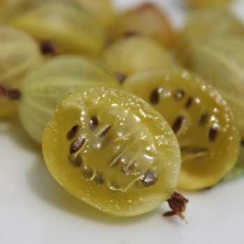 Stachelbeere Whitesmith (Pflanze)