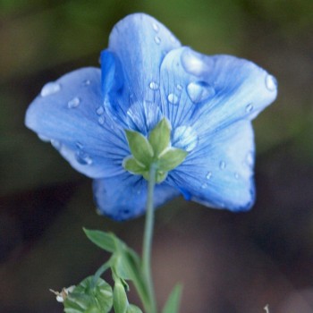 Staudenlein blau  (Samen)