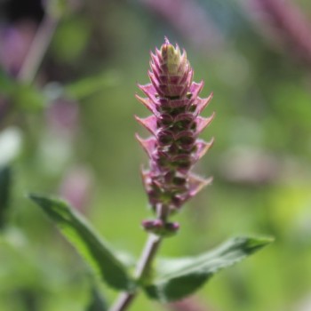 Steppensalbei Rose Queen (Samen)